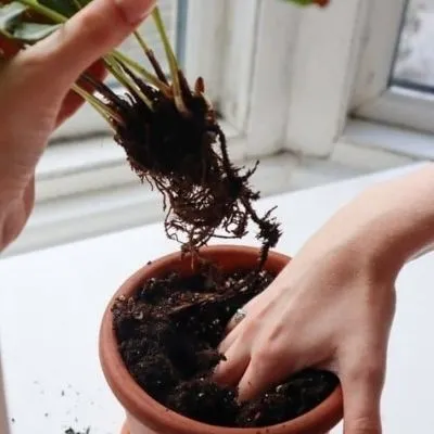 Re-potting provides extra space for roots growth