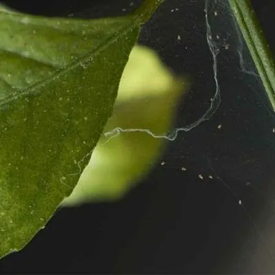 Spider mite web on leaf and stem