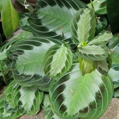 Beautiful foliage of Maranta Leuconeura 