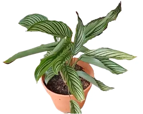 curling calathea leaves due to dehydration