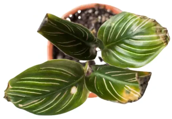 Medium Calathea 'Medallion' (Calathea roseopicta 'Medallion') – Rooted