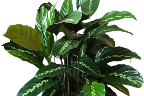 Dark green foliage after fertilizing