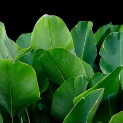 Healthy plant after fertilization