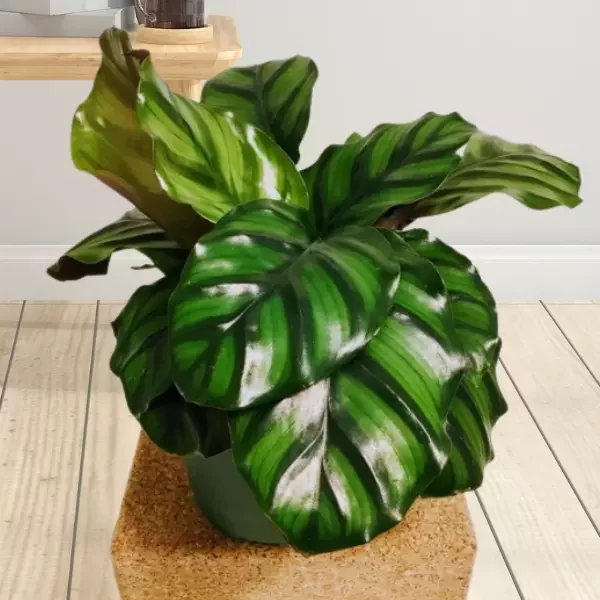Calathea Fasciata | Grow and Care Guide