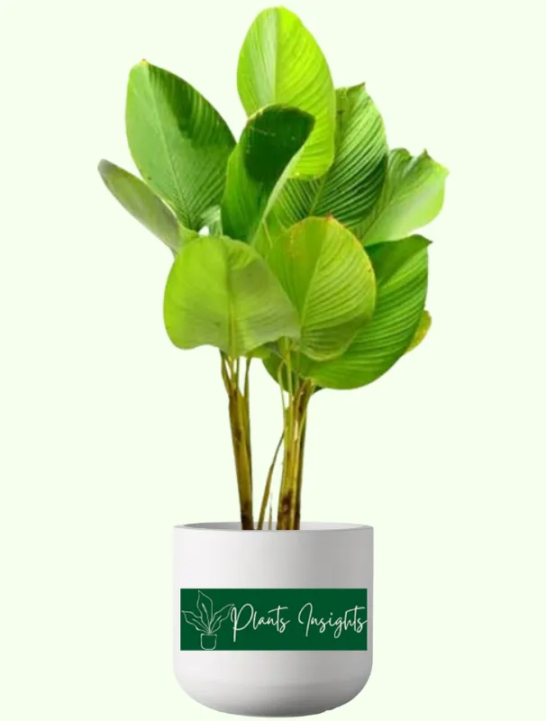 Calathea Lutea plant