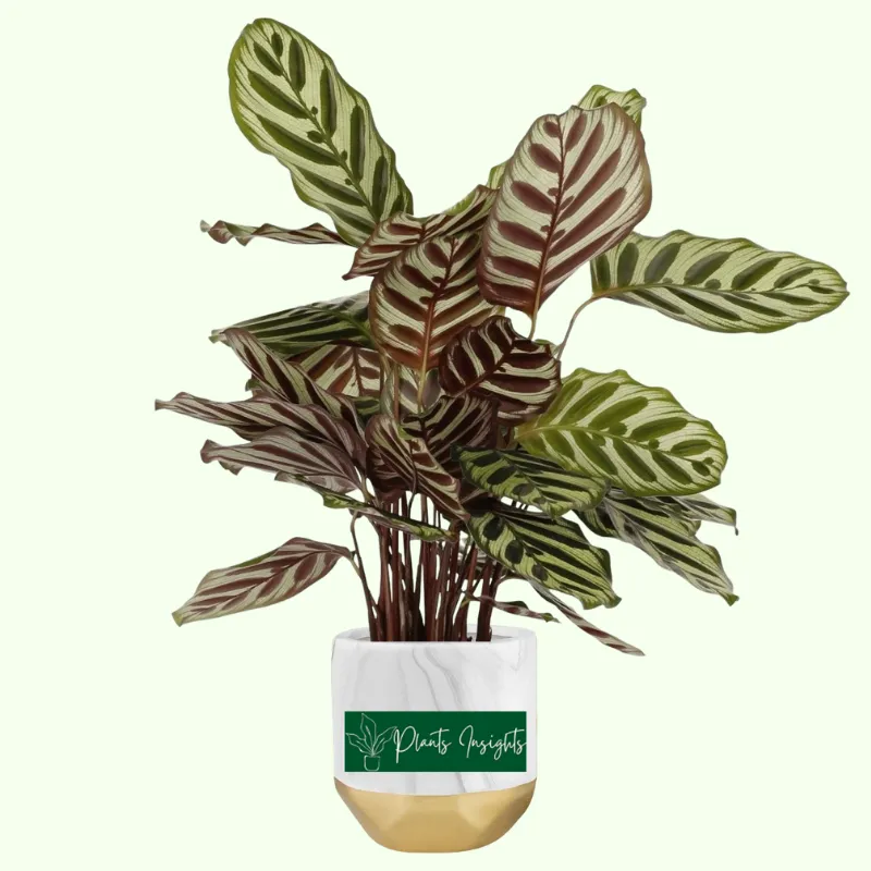 Calathea Makoyana