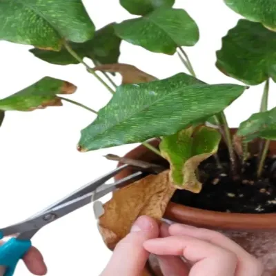 Calathea Musaica Pruning