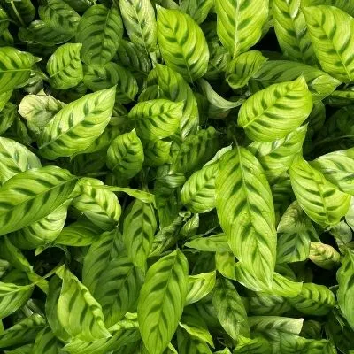 glossy foliage of calathea leopardina