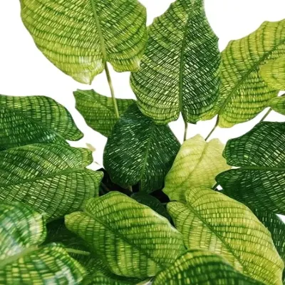 Stunning Calathea Network plant