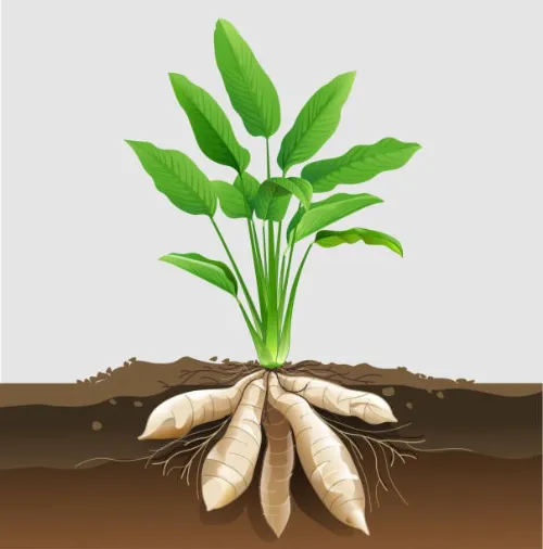 arrowroot plant with roots