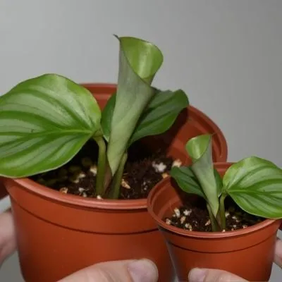 Baby Calathea 