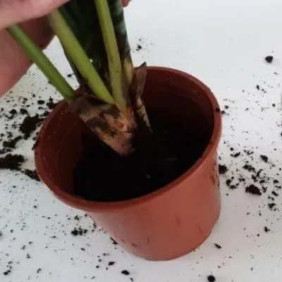 Plant baby sapling in a moist soil