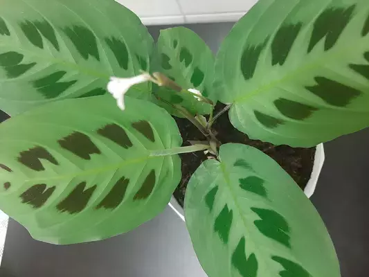 flower of maranta kerchoveana