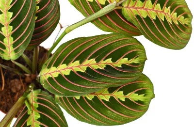 Beautiful foliage of the Prayer plant