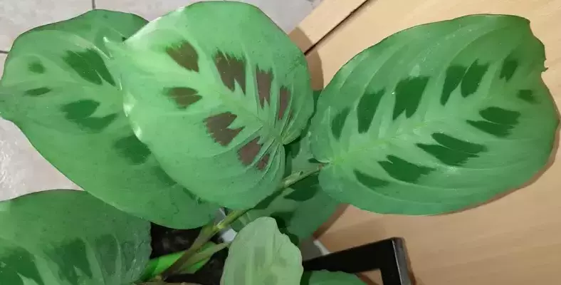 maintenance of maranta kerchoveana