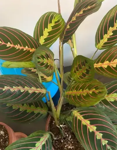 maranta red vein