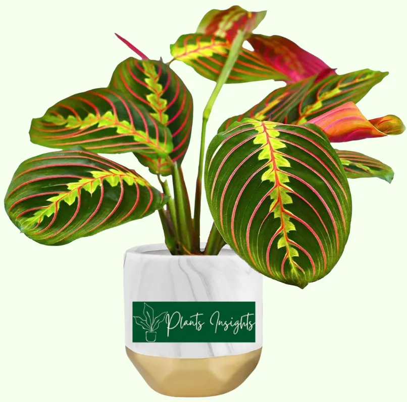 19+ Red Veined Prayer Plant