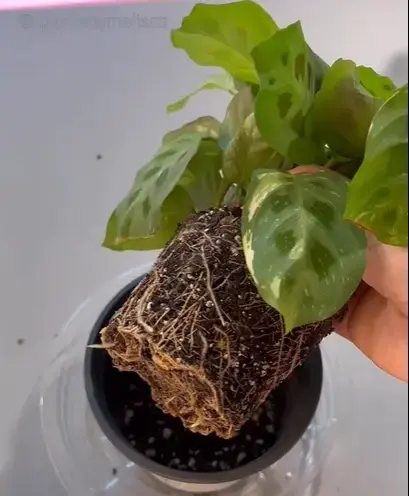 root bound maranta prayer plant