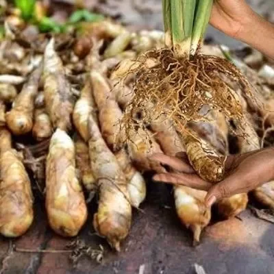 roots of Maranta Arrow root