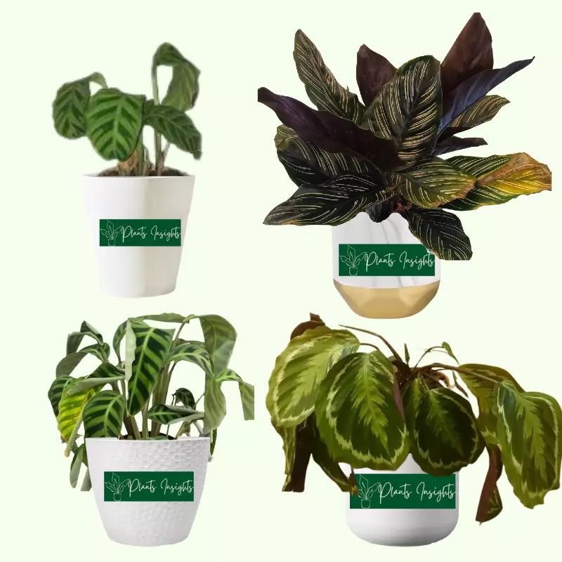 How to Save a Dying Calathea Plant?