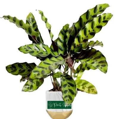 Calathea plant