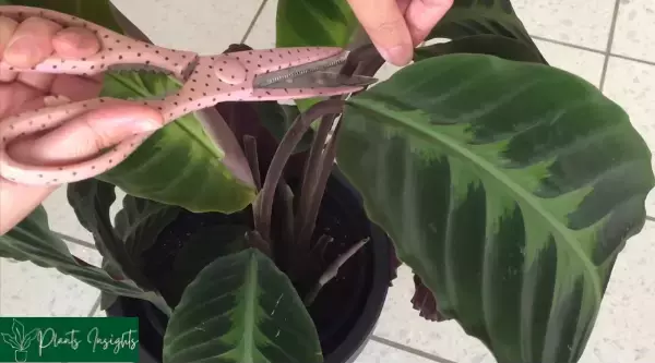 HOW TO PRUNE CALATHEA PLANTS AT HOME?