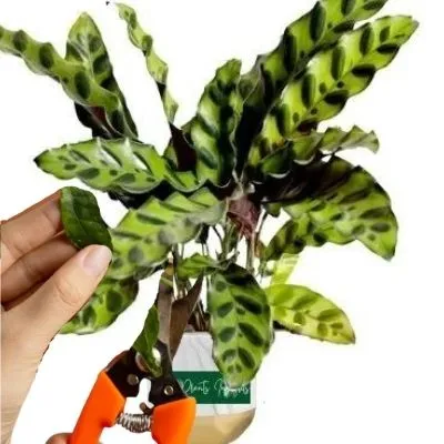 How to prune Calathea