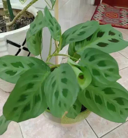 Maranta Prayer Plant