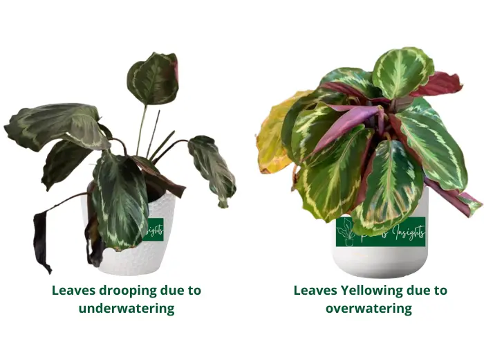 Overwatering or Underwatering 