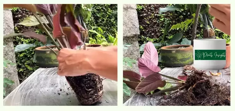 Propagation through roots division