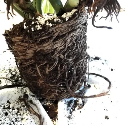 rooting of roots