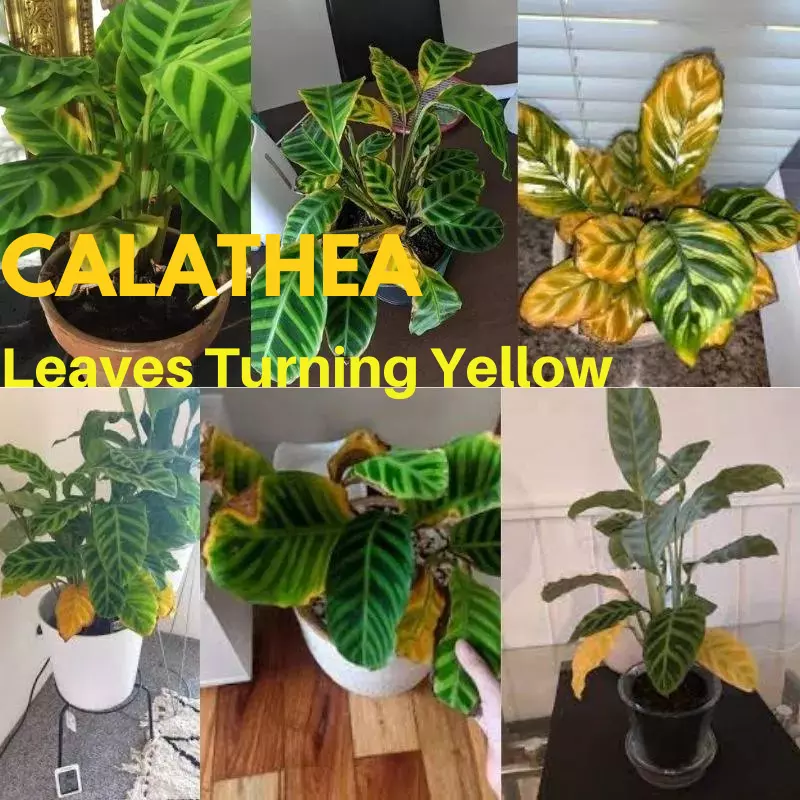 Calathea Leaves Turning Yellow