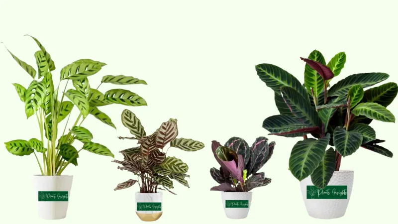 Calatheas-Plants Varieties