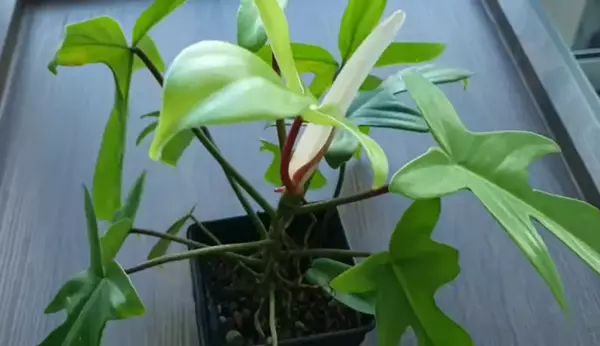 Philodendron Florida Ghost plant 