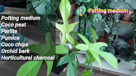 Potting Medium of Florida Ghost