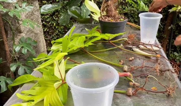 Propagation of  Florida Ghost plant