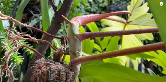 Stem cutting of Florida Ghost