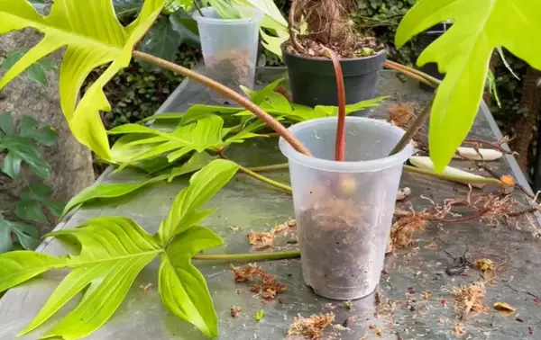 Stem Cutting propagation