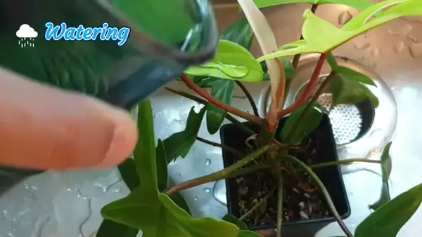 Watering of Florida Ghost Plant