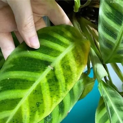 Yellowing of the foliage