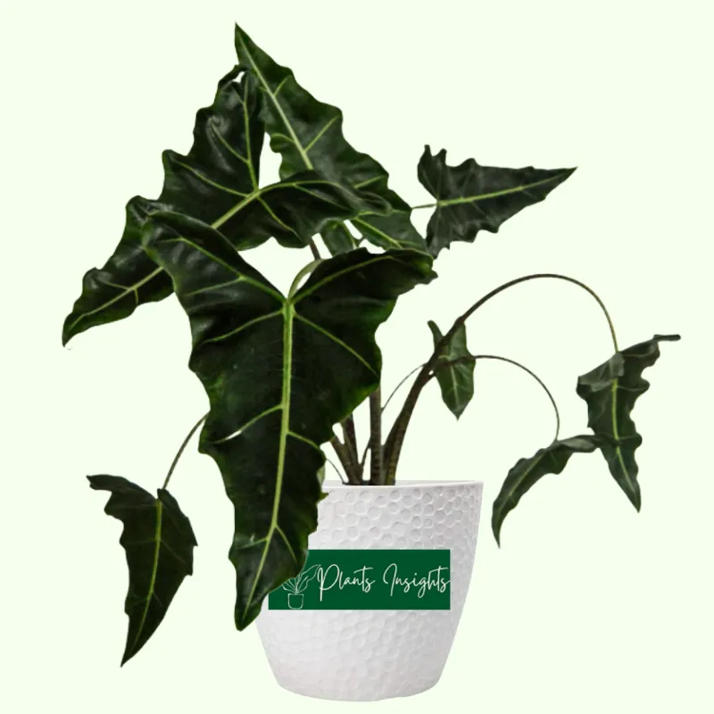 Alocasia Sarian Plant