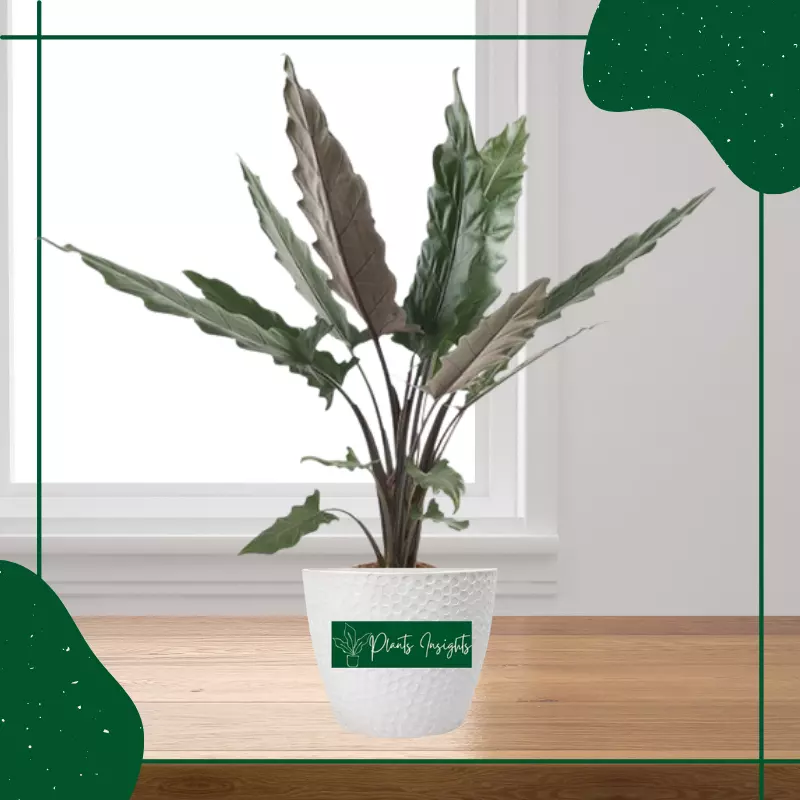 Alocasia 101: How To Care For Alocasias Bloomscape