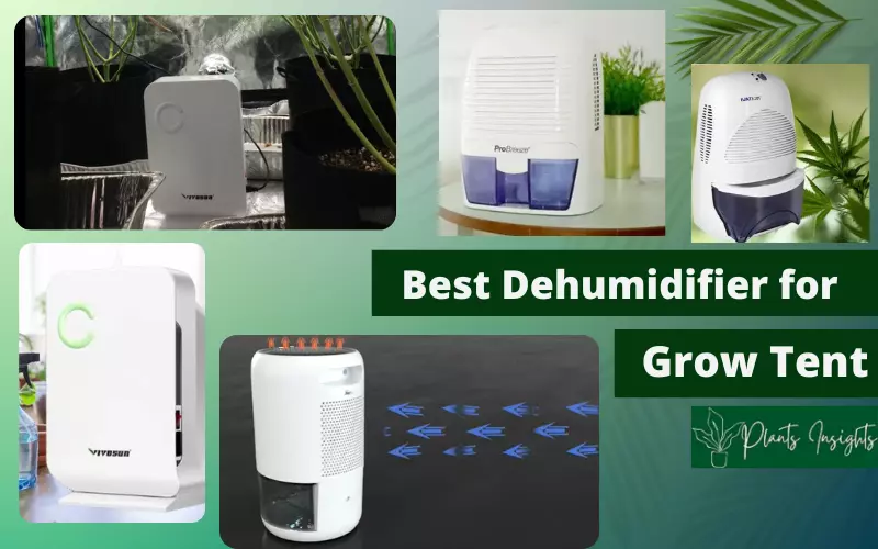 Best Dehumidifiers for Grow Tent