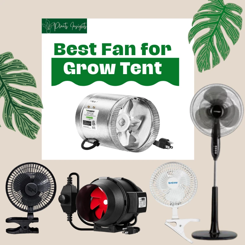 Best Fan for Grow Tent | Clip On, Inline & Oscillating