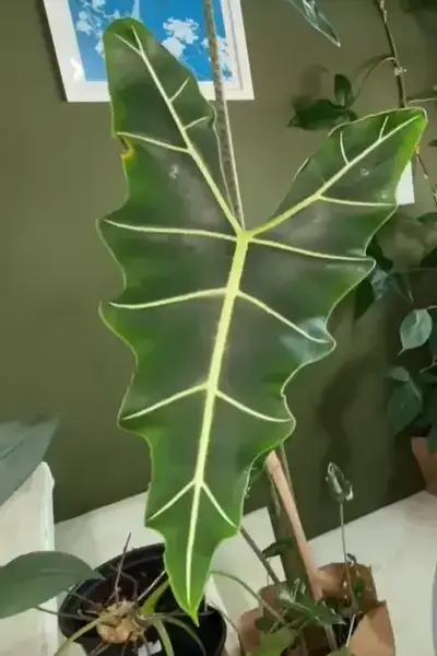 Bringing  Alocasia Sarian