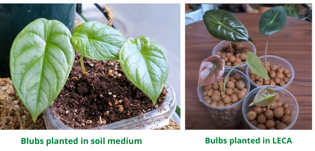 bulb planting in soil &leca