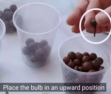 bulb propagation