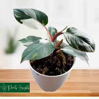 care of a philodendron white knight