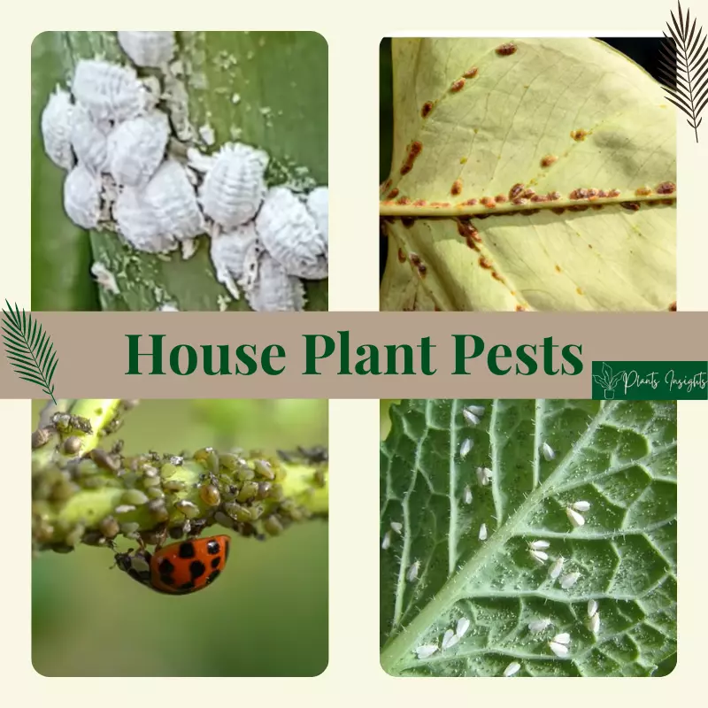 Common Houseplant Pests and How to Get Rid of Them?