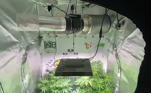 fan in grow room